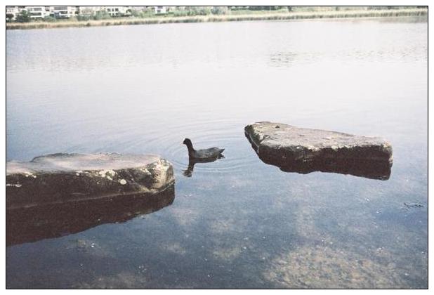 Phoenixsee (Dortmund) #3