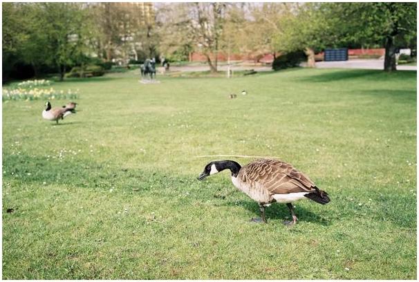 Grugapark (Essen) #23