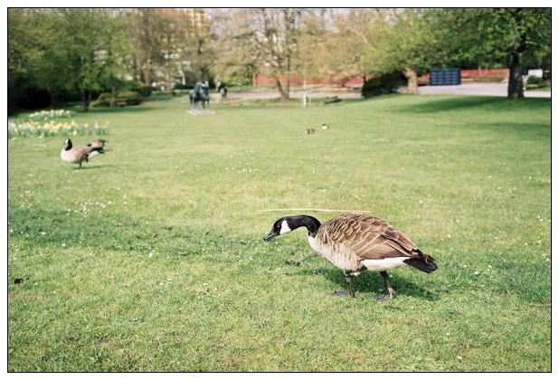 Grugapark (Essen) #23