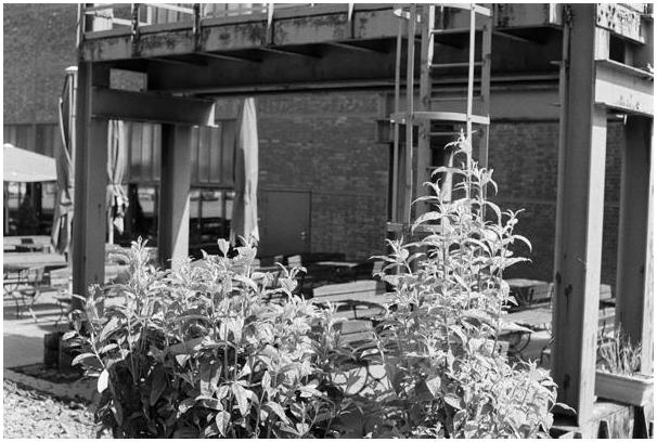 Zeche Zollverein (Essen) #4