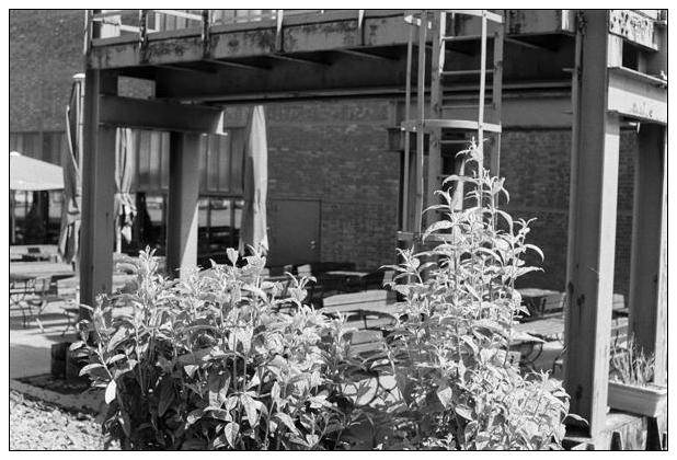 Zeche Zollverein (Essen) #4