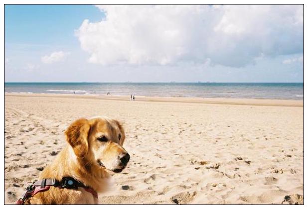 Katwijk aan Zee (NL) #20