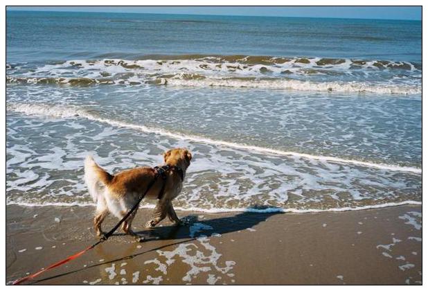 Noordwijk aan Zee (NL) #39