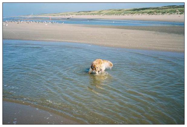 Noordwijk aan Zee (NL) #42