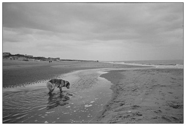 Noordwijk aan Zee (NL) #4